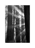 Redwoods, California 71